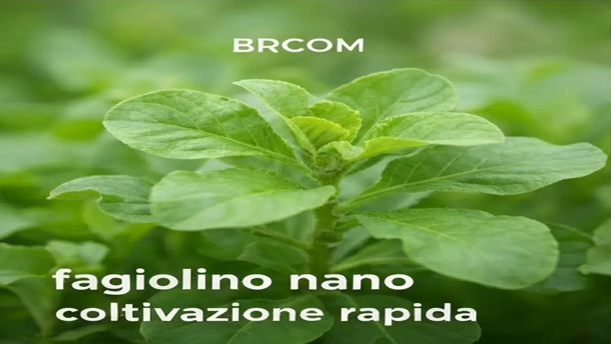 Fagiolino nano coltivazione rapida - Guida Completa 2025