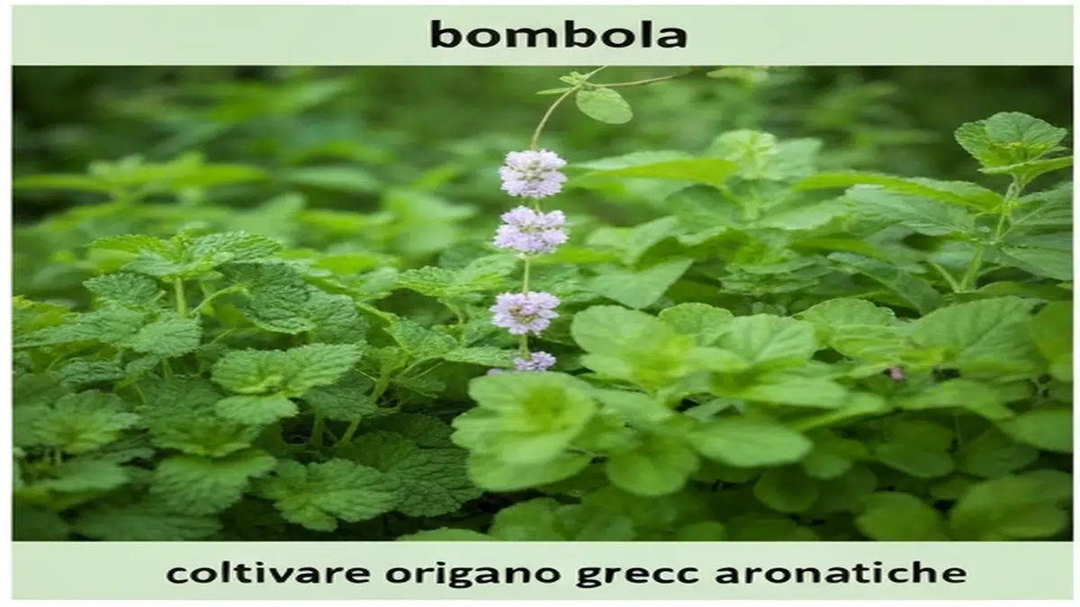 Eriogonum: riconoscere i wild buckwheat del Nord America