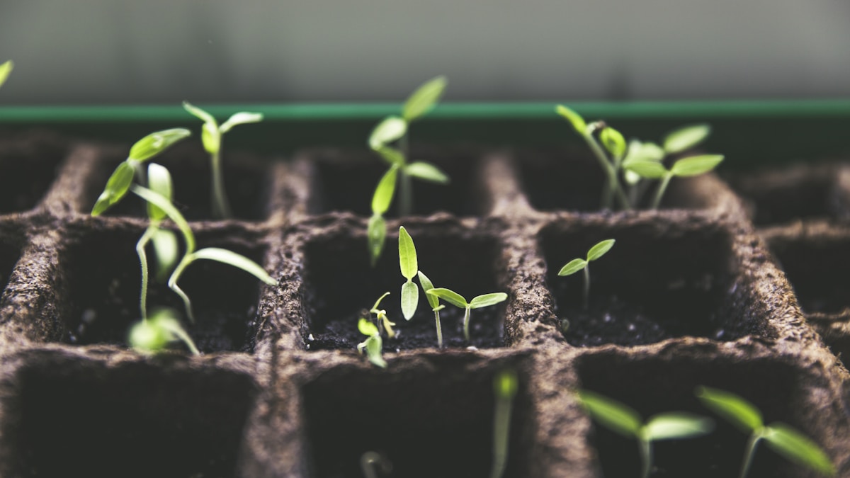Germinazione Semi Indoor: Guida Completa dell'Agronomo per Tassi di Successo del 95%