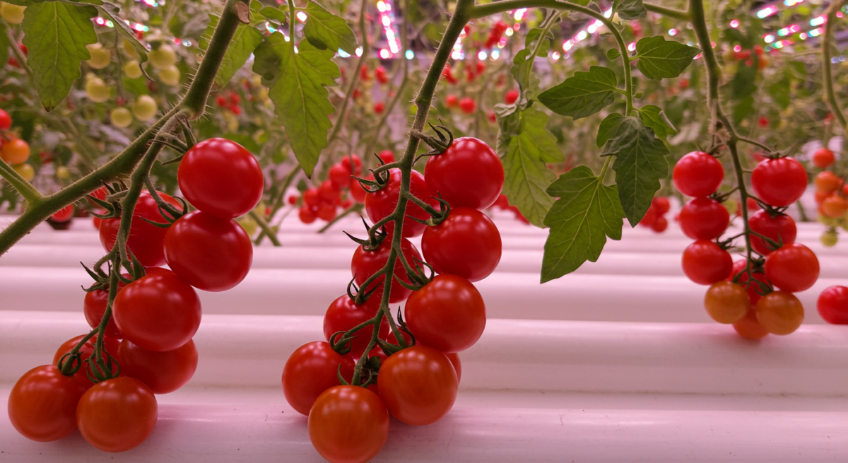 Coltivare Pomodori Ciliegino Indoor: Dal Seme al Frutto in 90 Giorni