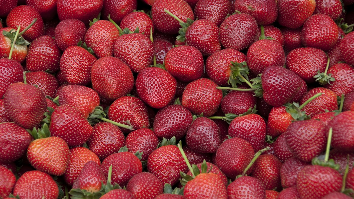 Piante di fragola con frutti maturi in coltivazione protetta