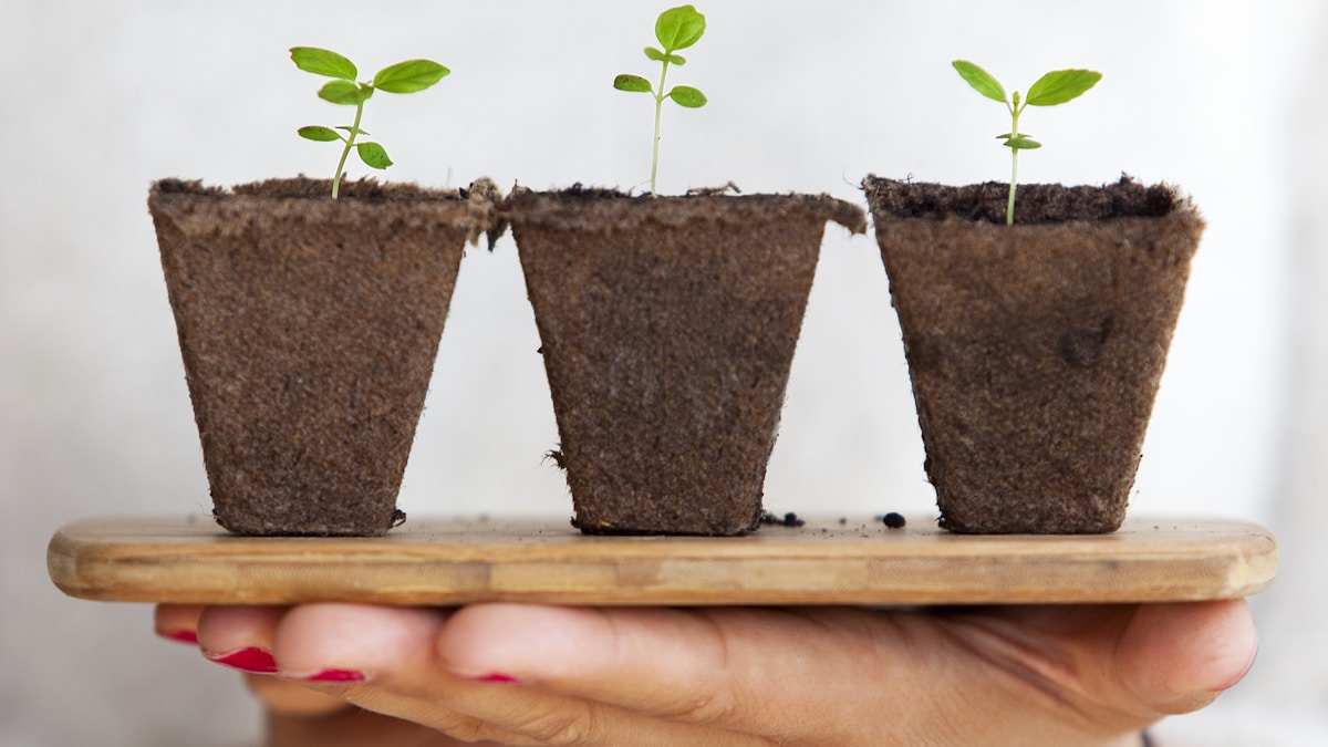 Ventilatori oscillanti e condutture in una grow room ben organizzata